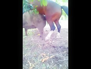 Donkey Fucking Horse - Donkey fucks pig - Video de Zoofilia - ZoofiliaVids
